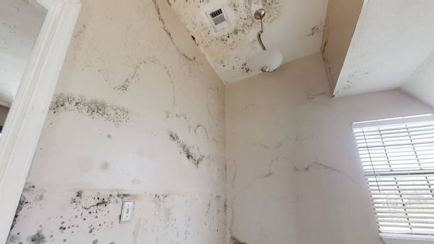 Best Post-Construction Mold Inspection  in Rock Hill, SC