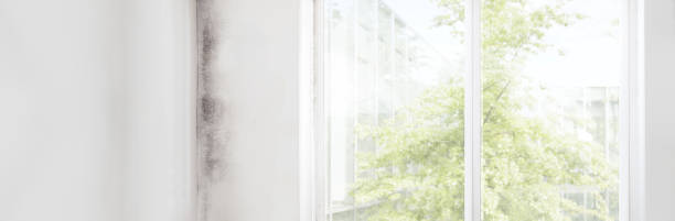 Best Environmental Consulting for Mold Prevention  in Rock Hill, SC