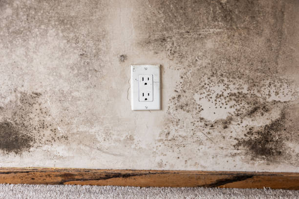 Best Commercial Mold Inspection  in Rock Hill, SC