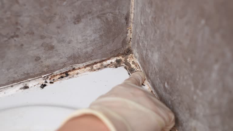 Best HVAC Mold Inspection and Cleaning  in Rock Hill, SC
