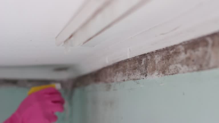 Best Mold Removal for HVAC Installations  in Rock Hill, SC